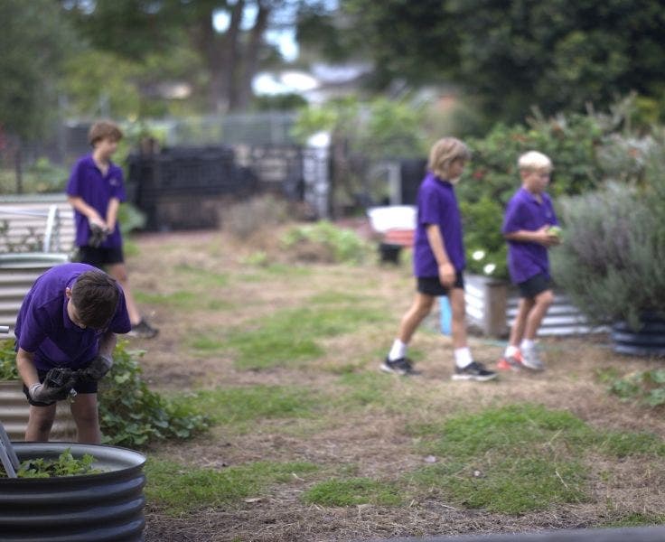 Four boys in the school garden, doing some gardening